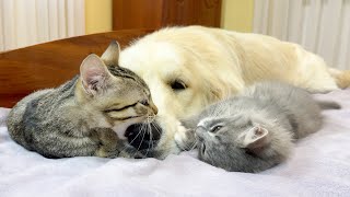 What Playful Kittens Do to Attract the Golden Retrievers Attention [upl. by Nednal]