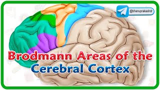 Brodmann areas of the cerebral cortex  Lobes of the brain Structure and function  Neuroanatomy [upl. by Avera538]