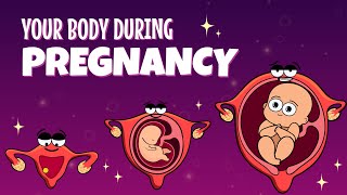 Your Organs When Youre Pregnant  Organismo [upl. by Beryl]