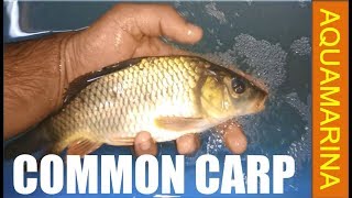 Common carp Cyprinus carpio handson video  European Carp fish detail video [upl. by Gewirtz507]