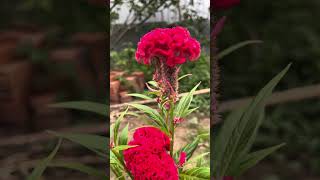 Stunning Cockscomb Flowers in Full Bloom  Vibrant Celosia Cristata Garden Beauty [upl. by Bolger251]