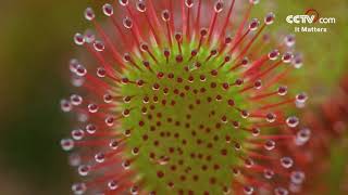 Drosera A magical plant that hunts insects CCTV English [upl. by Ardnik]