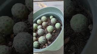 ¡Han cambiado un poco Plántulas de Euphorbia obesa [upl. by Elisabeth268]