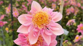 Dahlia Floret Seedling Patch [upl. by Sidman]