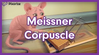 Meissner Corpuscle Mnemonic [upl. by Emmerich]