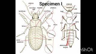 WAEC 2024 Agricultural Science practical specimen Agric science practical Explained [upl. by Eenattirb]