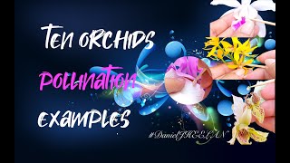 Mastering Orchid Pollination A StepbyStep Guide to Successful Pollination 🌿✨ ninjaorchids [upl. by Atilrak965]