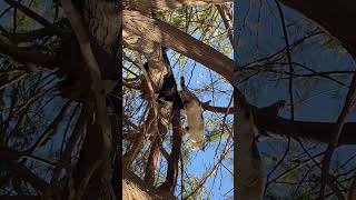 Cats in trees…sideways [upl. by Anoid]