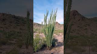 Ocotillo Fouquieria splendens in Fouquieriaceae  Observed in Description [upl. by Innus]