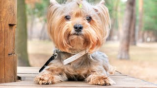 Training Your Yorkshire Terrier Crate Training and Beyond [upl. by Ariahay]