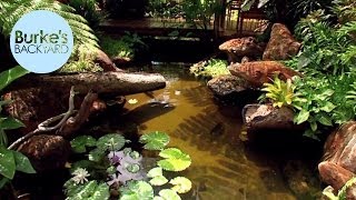 Burkes Backyard Water Garden In The Tropics [upl. by Rogovy]