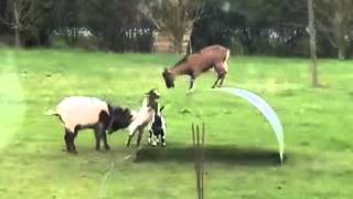 FUNNY GOATS BALANCING ON A FLEXIBLE METAL RIBBON LOL EPIC PARTY TINY TIM REMIX SONG [upl. by Yoo171]