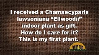 QampA – I have a Chamaecyparis lawsoniana “Ellwoodii” as a houseplant How do I care for it [upl. by Laehcym]