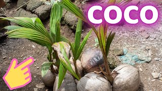 Como Sembrar Un COCO  La Semilla Mas GRANDE Del Planeta Tierra [upl. by Waneta]