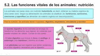 Funciones vitales en animales y plantas 1º ESO [upl. by Yaffit392]