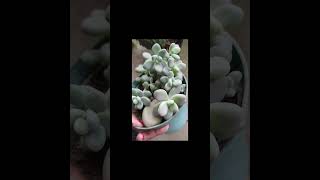 short Graptopetalum amethystinum❤️❤️❤️ suculentas plantas succulents [upl. by Novihc644]