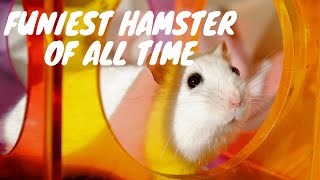 Funny Hamster Fails 2019  Hamster Wheel Fail On Exercise Wheel [upl. by Amorete]