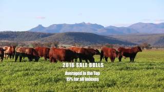 2016 MA Beef Bull Sale Preview [upl. by Sparks]