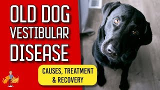 Old Dog Vestibular Disease signs treatment and recovery [upl. by Annasus]