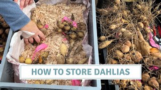 How To Store Dahlias And Identify Dahlia Gall  Cottoverdi [upl. by Euqinad]