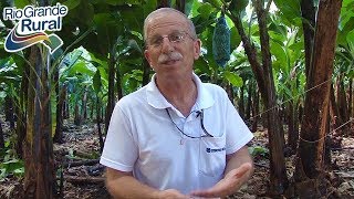 Como evitar a podridão da coroa na produção de bananas  Rio Grande Rural [upl. by Hailed]