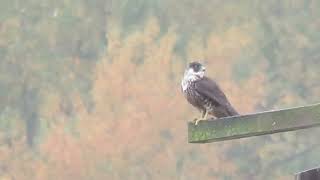 110423 Juv Peregrine Falcon Tukwila Wa 5812158 [upl. by Bridwell338]