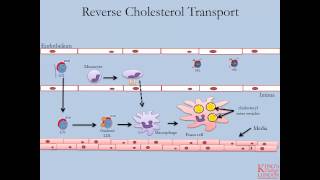 Lipids and Lipoproteins  Part 4 Reverse Cholesterol Transport Pathway [upl. by Eirojam]