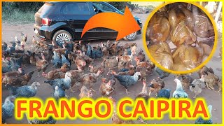 Frango caipira de corte como ter uma criação lucrativa [upl. by Lucais]