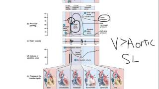 Wiggers Diagram [upl. by Akihc920]