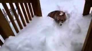 Corgi gets stuck in the snow [upl. by Arema]