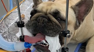 Live stream  Brachycephalic airway surgery in a French Bulldog [upl. by Atlante]