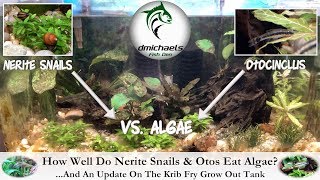 How Well Do Nerite Snails amp Otos Eat Algae And An Update On the Krib Fry Tank [upl. by Mychael]