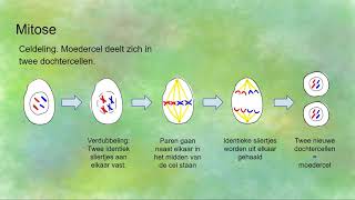 Mitose celdeling en Meiose reductiedeling  verschillen en overeenkomsten [upl. by Htes]