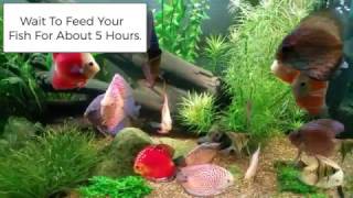 Acclimating Tropical Fish From Wattley Discus [upl. by Darbee]