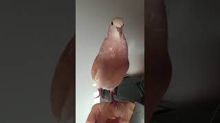 Ringneck dove bow coo [upl. by Kelson803]