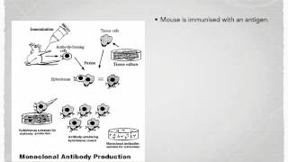 A level S7 Monoclonal antibodies Ms Cooper [upl. by Emanuele]