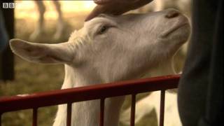 The Goats with Spider Genes and Silk in their Milk  Horizon Playing God  BBC Two [upl. by Nosloc234]