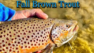 Fall fishing for Big BROWN TROUT Insane Bite [upl. by Lectra]