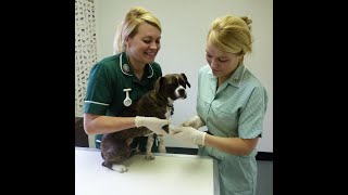 Making your first step into veterinary nursing The essential role of the Veterinary Care Assistant [upl. by Kresic36]