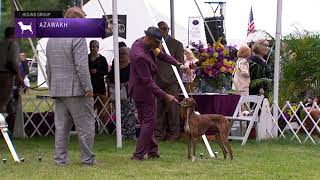 Azawakh  Breed Judging 2021 [upl. by Temple]