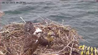 Port Lincoln Osprey Live Stream [upl. by Hoi]