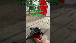 Wolf Eating SumanBodbod trending funny ytshorts trendingshorts ytshort asmr food love yt [upl. by Siryt]