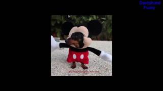 Dachshund Funny Dog Dressed as Mickey Mouse [upl. by Onaimad]