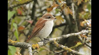 Redbacked Shrike Houghton Regis Bedfordshire 21924 [upl. by Enuahs]