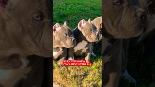 OG CHINA BOY ❌ 2X RAZOR EDGE GOTTI 😮‍💨🔥puppy americanbully puppy doglover dog [upl. by Alad]