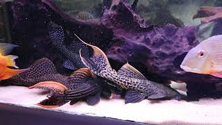 Pleco l27b l27d l27c l600 l24 l25 l14 l273 l204 l155 l 102 l [upl. by Hieronymus199]