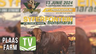 Syferfontein Bonsmaras hou suksesvolle veiling [upl. by Edra]