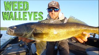 Everything To Know About Weed Walleye Fishing [upl. by Zerline]