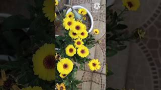 Calendula flowers ke seed ko kaise save kare। How to save calendula seeds gardening [upl. by Fogarty]