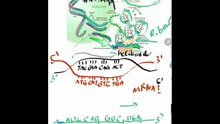 Materi Biologi kelas XII semester II  cepat paham belajar sintesis protein manakah rantai sense [upl. by Mariya]